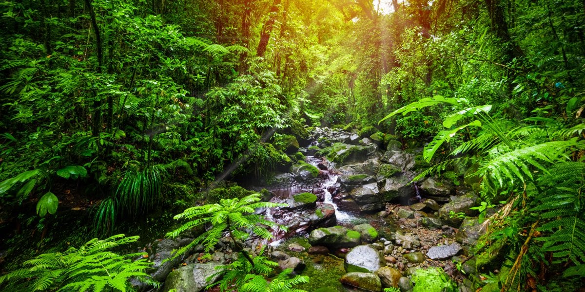 image of nature and stream flowing through a forest