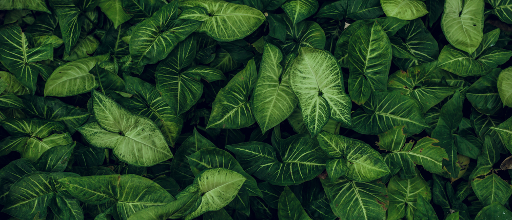 banner of green leaves close together